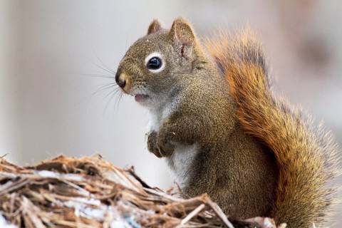 Red squirrel perched on a branch