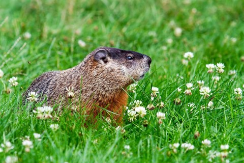 Groundhog feeding in a garden