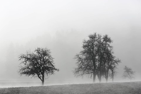 Fruit trees