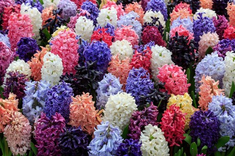 Holland
