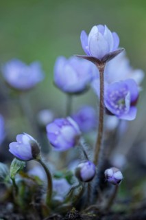 Liverwort