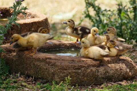 Ducklings at the trough