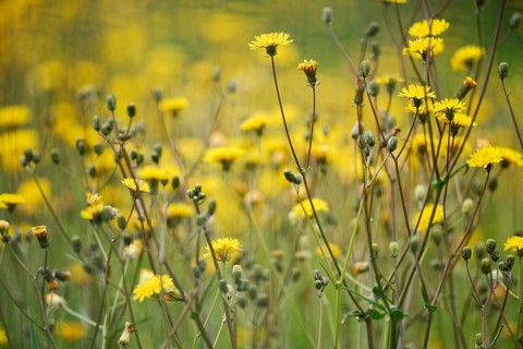 Rough hawksbeard