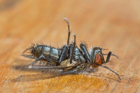 Housefly