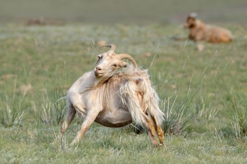 Cashmere goat
