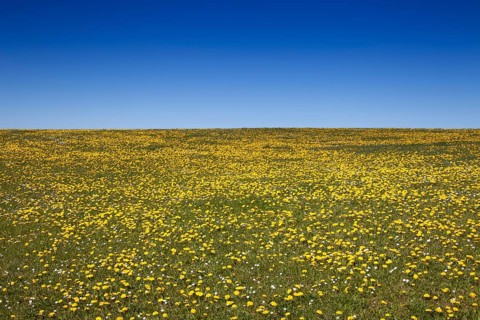 Meadow with Dandelion
