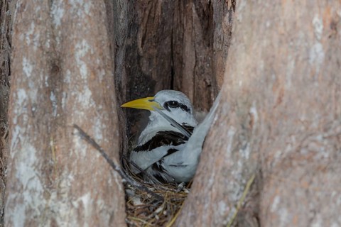 White-tailed tropicbird
