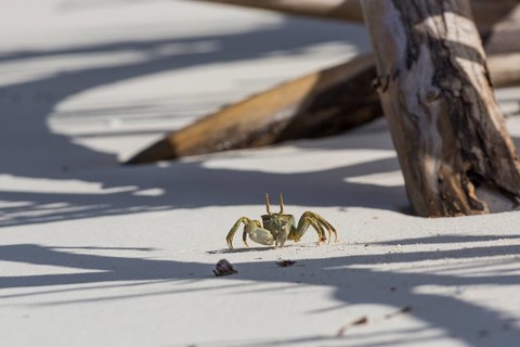Ghost crab