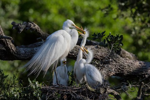 Great egret