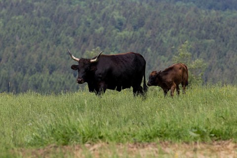 Aurochs
