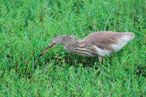 Chinese pond heron