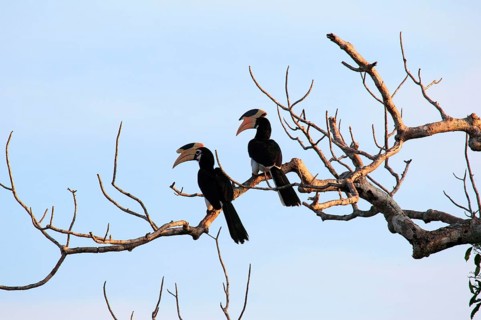 Malabar pied hornbill