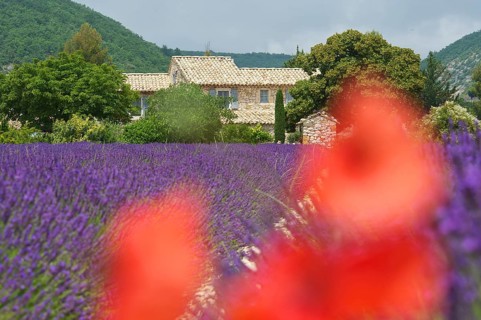 House in the lavender field near Banon