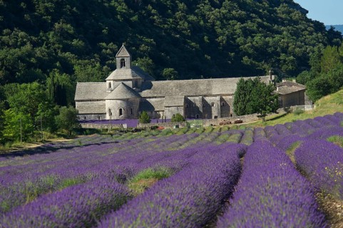 Cistercian Abbey Abbaye de Senanque with lavender field