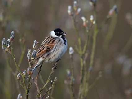 Reed bunting