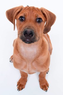 Rhodesian Ridgeback