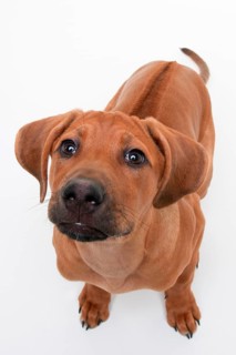 Rhodesian Ridgeback