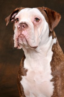 Olde English Bulldog
