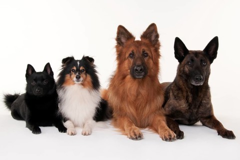 Schipperke