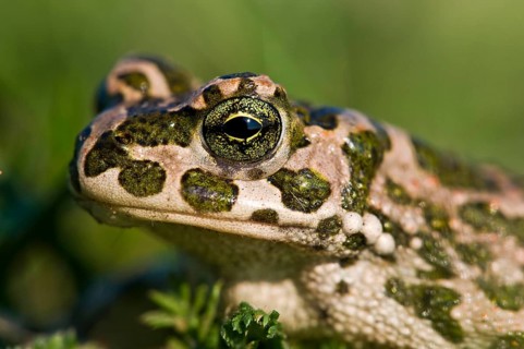 Wechselkroete