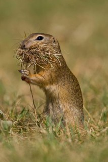 European ground squirrel