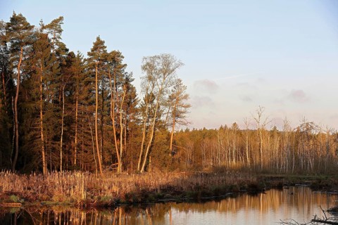 Moorsee