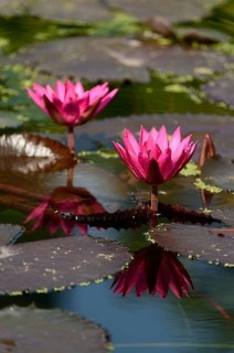 Water Lily