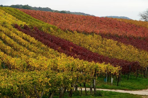 Vineyards