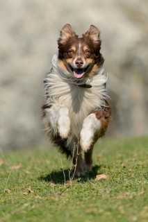 Australian Shepherd