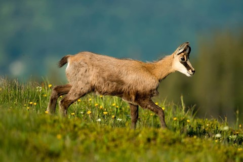 Chamois