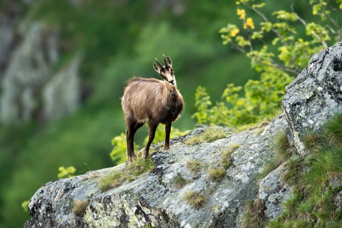 Chamois
