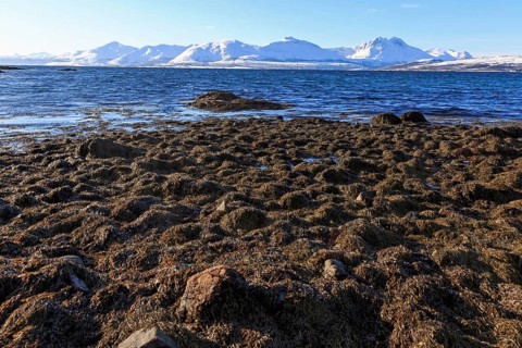Ersfjordbotn