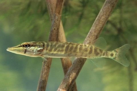 Pike