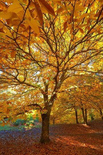 Chestnut