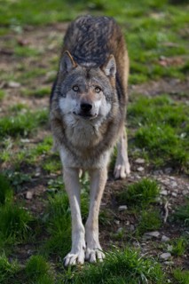 Gray wolf