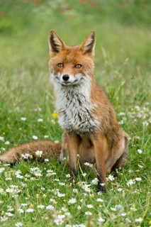 Red fox