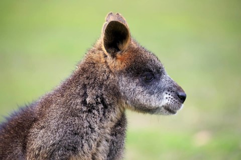 Bennett's wallaby