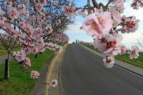 Almond tree