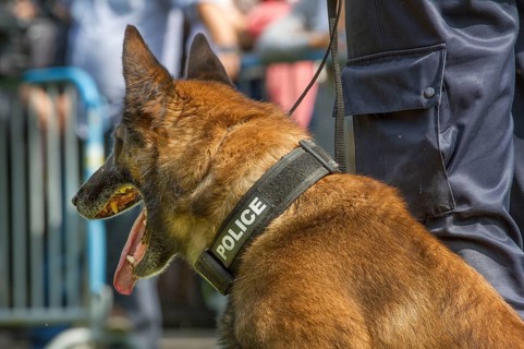 Malinois