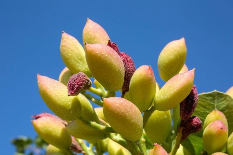 Antep pistachio on tree branch