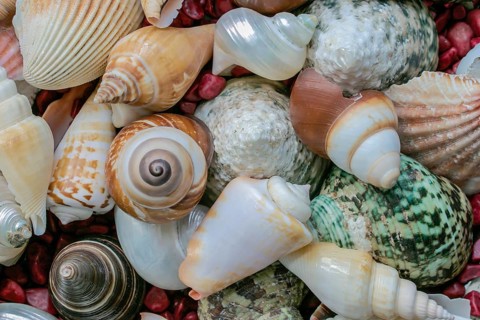 Shell collection