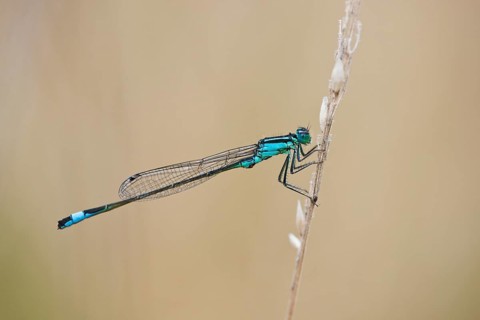 Blue tailed damselfly