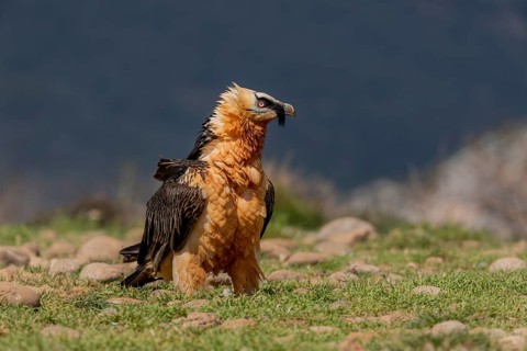 Bearded vulture
