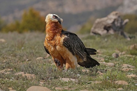 Bearded vulture