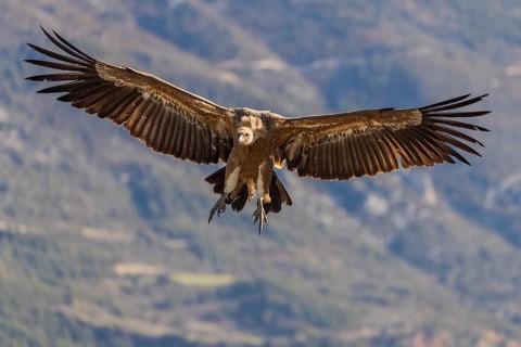 Griffon vulture