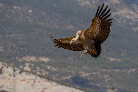 Griffon vulture