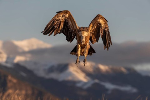 Griffon vulture