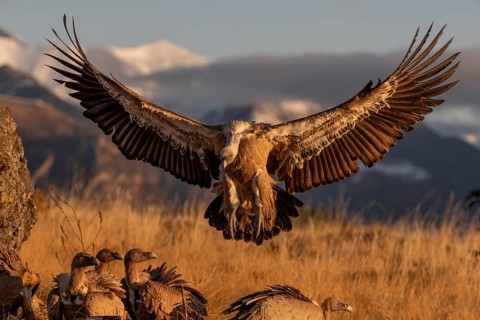 Griffon vulture