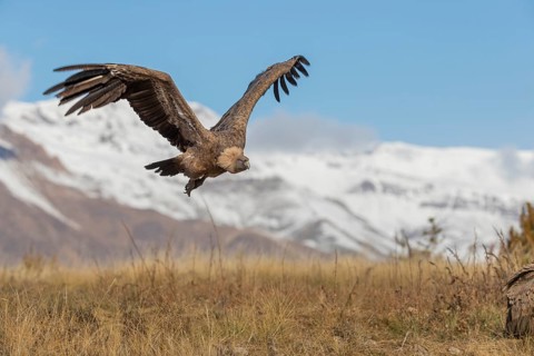 Griffon vulture