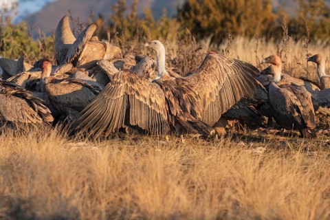 Densely packed griffon vultures
